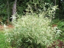 rośliny ozdobne - Hibanobambusa tranquillans SHIROSHIMA Bambus C2,5/80-100cm *6