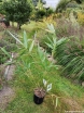 rośliny ozdobne - Hibanobambusa tranquillans SHIROSHIMA Bambus C2,5/80-100cm *6