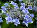 rośliny ozdobne -  Hortensja ogrodowa 'Izu-no-hana' Hydrangea macrophylla /C2 *13