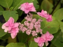 sklep ogrodniczy - Hortensja ogrodowa 'Izu-no-hana' Hydrangea macrophylla /C2 *13