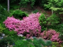 rośliny ogrodowe - Rhododendron campylogynum myrtilloides 5-letni C2/20cm *8