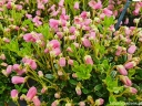 rośliny ozdobne - Rhododendron campylogynum myrtilloides 5-letni C2/20cm *8