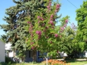 rośliny ozdobne - Robinia viscosa BELLA ROSEA Robinia lepka C3/50-60cm