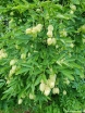 rośliny ogrodowe - Kłokoczka południowa Staphylea pinnata C2/20cm