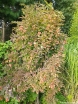 sadzonki - Kłokoczka południowa Staphylea pinnata C2/20cm