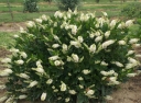 rośliny ogrodowe - Orszelina karłowa SIXTEEN CANDLES Clethra alnifolia C3/30cm *6T