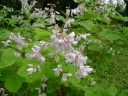rośliny ogrodowe - Desmodium elegans syn.Desmodium trilifolium /C2