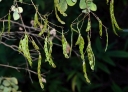 rośliny ozdobne - Desmodium elegans syn.Desmodium trilifolium /C2