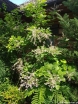 sadzonki - Desmodium elegans syn.Desmodium trilifolium /C2