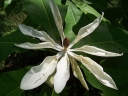 sklep ogrodniczy - Magnolia wielkolistna Magnolia macrophylla C5/100-120cm