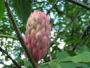 rośliny ogrodowe - Magnolia wielkolistna Magnolia macrophylla C5/100-120cm