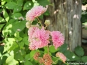 rośliny ozdobne -  Rubus ulmifolius BELLIDIFLORUS Malina ozdobna C2/60-80cm