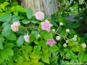 sadzonki - Rubus ulmifolius BELLIDIFLORUS Malina ozdobna C2/60-80cm