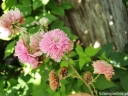 rośliny ozdobne - Rubus ulmifolius BELLIDIFLORUS Malina ozdobna C2/60-80cm