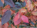 sadzonki -  Sycoparrotia semidecidua AUTUNNO ROSSO syn.Sartori C4/60-80cm