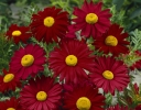 sadzonki -  Wrotycz szkarłatny ROBINSON RED Tanacetum cocineum Chryzanthemum /C2 *K3