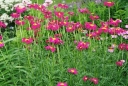 rośliny ozdobne - Wrotycz szkarłatny ROBINSON RED Tanacetum cocineum Chryzanthemum /C2 *K3