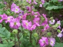 sklep ogrodniczy - Primula OOH LA LA Pierwiosnek /C1,5