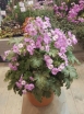rośliny ogrodowe - Primula OOH LA LA Pierwiosnek /C1,5