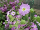 sklep ogrodniczy - Primula OOH LA LA Pierwiosnek /C1,5