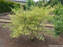 rośliny ozdobne - Brzoza czarna SHILOH SPLASH Betula nigra C10/1,5m *6