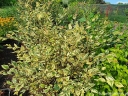 rośliny ogrodowe - Brzoza czarna SHILOH SPLASH Betula nigra C10/1,5m *6