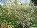 sklep ogrodniczy - Brzoza czarna SHILOH SPLASH Betula nigra C10/1,5m *6