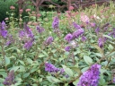 rośliny ogrodowe - Budleja karłowa BUZZ PINK PURPLE® Buddleja /C2,5