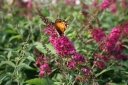 sadzonki - Budleja karłowa BUZZ VELVET® Buddleja /C2,5
