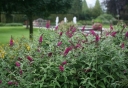 rośliny ozdobne - Budleja karłowa BUZZ VELVET® Buddleja /C2,5