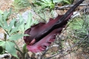 sklep ogrodniczy - Smocza lilia Dracunculus vulgaris /C1