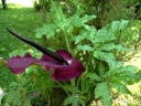 sadzonki - Smocza lilia Dracunculus vulgaris /C1