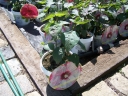 rośliny ogrodowe - Hibiscus bylinowy CHERRY CHEESCAKE Ketmia Newbiscus Hibiscus x moscheutos C5