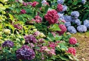 sadzonki - Hortensja ogrodowa CAMEROUN BLUE Hydrangea macrophylla /C5