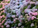 rośliny ogrodowe - Hortensja ogrodowa CAMEROUN BLUE Hydrangea macrophylla /C5