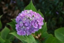 sklep ogrodniczy - Hortensja ogrodowa CAMEROUN BLUE Hydrangea macrophylla /C5