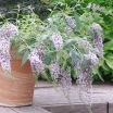 rośliny ogrodowe - Budleja płacząca WISTERIA LANE /C3 *K14