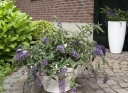 rośliny ogrodowe - Budleja płacząca WISTERIA LANE /C3 *K14