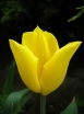 sklep ogrodniczy -  Tulipan Yellow King (Tulipan Triumph Yellow King) 5 SZT.