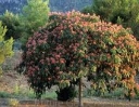 rośliny ogrodowe - Albicja jedwabista 'Boubri' OMBRELLA  Albizia julibrissin C3/40cm