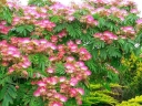 rośliny ogrodowe - Albicja jedwabista 'Boubri' OMBRELLA  Albizia julibrissin C3/40cm