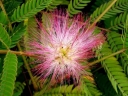 sadzonki - Albicja jedwabista 'Boubri' OMBRELLA  Albizia julibrissin C3/40cm