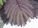 rośliny ozdobne - Albicja płacząca CHOCOLATE FOUNTAIN  Albizia C7/80-100cm