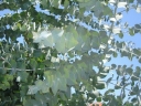 rośliny ozdobne - Eukaliptus górski AZURA Eucaliptus gunni E.niebieski C1,5/20-30cm *T18