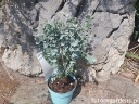 rośliny ogrodowe - Eukaliptus górski AZURA Eucaliptus gunni E.niebieski C1,5/20-30cm *T18