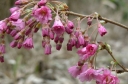 sadzonki - Wiśnia różowa FUKUBANA  Prunus ×subhirtella 'Fukubana' C7,5/1,5-1,8m *6