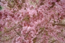 rośliny ogrodowe - Wiśnia różowa FUKUBANA  Prunus ×subhirtella 'Fukubana' C7,5/1,5-1,8m *6
