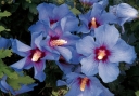 rośliny ozdobne - HIBISCUS syriacus 'Blue Bird' OISEAU BLEU na pniu  Ketmia syryjska C5/Pa100cm