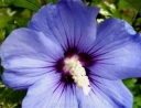 rośliny ozdobne - HIBISCUS syriacus 'Blue Bird' OISEAU BLEU na pniu  Ketmia syryjska C5/Pa100cm