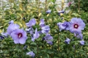 rośliny ogrodowe - HIBISCUS syriacus 'Blue Bird' OISEAU BLEU na pniu  Ketmia syryjska C5/Pa100cm